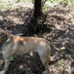 Why Cape Town thieves now hang dogs along the highway: Please ignore dying animals on R300 or face deadly ambush!