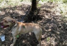 Why Cape Town thieves now hang dogs along the highway: Please ignore dying animals on R300 or face deadly ambush!