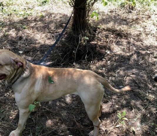 Why Cape Town thieves now hang dogs along the highway: Please ignore dying animals on R300 or face deadly ambush!
