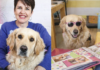 The Incredible Story of South Africa's First Courtroom Therapy Dog! Meet Toffee Beanz, The Therapy Dog Who Comforted a Child Witness!