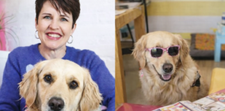 The Incredible Story of South Africa's First Courtroom Therapy Dog! Meet Toffee Beanz, The Therapy Dog Who Comforted a Child Witness!