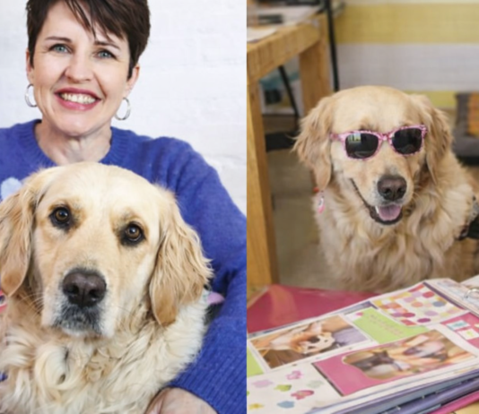 The Incredible Story of South Africa's First Courtroom Therapy Dog! Meet Toffee Beanz, The Therapy Dog Who Comforted a Child Witness!