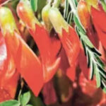 SA's Cancer Bush: South African Plant Offers New Hope for Cancer Patients