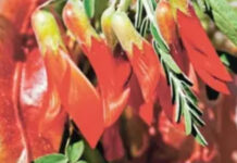 SA's Cancer Bush: South African Plant Offers New Hope for Cancer Patients