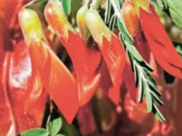 SA's Cancer Bush: South African Plant Offers New Hope for Cancer Patients