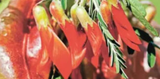 SA's Cancer Bush: South African Plant Offers New Hope for Cancer Patients