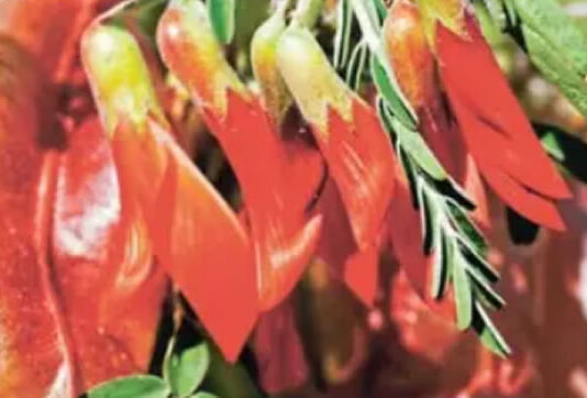 SA's Cancer Bush: South African Plant Offers New Hope for Cancer Patients