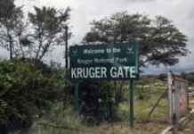 Kruger Park Horror: Canadian Tourist Shot Dead During Braai – The Shocking Reason Why the Guide Pulled the Trigger!