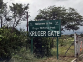 Kruger Park Horror: Canadian Tourist Shot Dead During Braai – The Shocking Reason Why the Guide Pulled the Trigger!