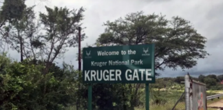 Kruger Park Horror: Canadian Tourist Shot Dead During Braai – The Shocking Reason Why the Guide Pulled the Trigger!