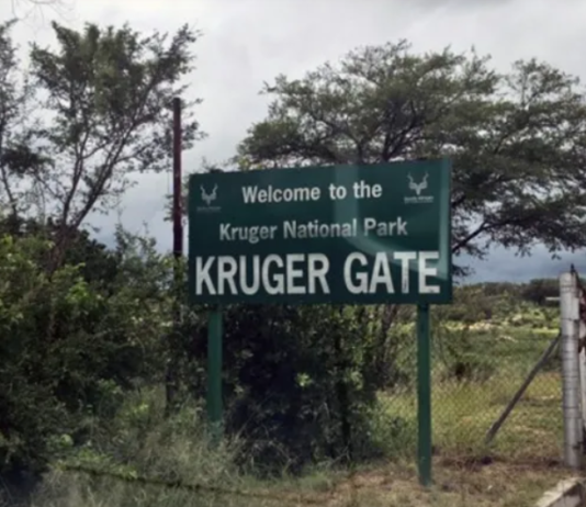 Kruger Park Horror: Canadian Tourist Shot Dead During Braai – The Shocking Reason Why the Guide Pulled the Trigger!