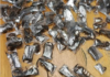 Man arrested at Cape Town Airport with 150 venomous scorpions hidden in clothing