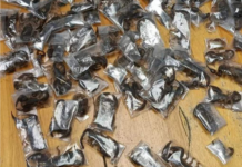 Man arrested at Cape Town Airport with 150 venomous scorpions hidden in clothing