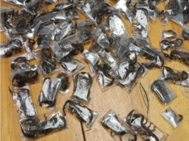 Man arrested at Cape Town Airport with 150 venomous scorpions hidden in clothing