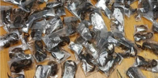 Man arrested at Cape Town Airport with 150 venomous scorpions hidden in clothing