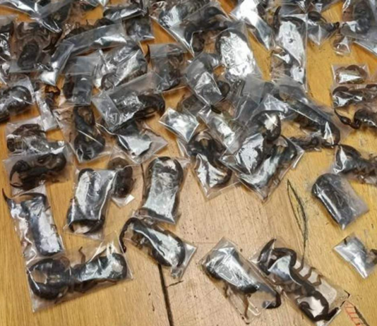 Man arrested at Cape Town Airport with 150 venomous scorpions hidden in clothing