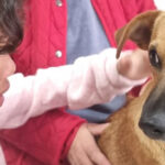 How a Seven-Month-Old Puppy Sacrificed Himself to Save a Young Girl from a Vicious Pitbull Attack!