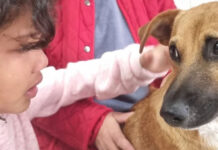 How a Seven-Month-Old Puppy Sacrificed Himself to Save a Young Girl from a Vicious Pitbull Attack!