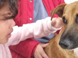 How a Seven-Month-Old Puppy Sacrificed Himself to Save a Young Girl from a Vicious Pitbull Attack!