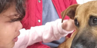 How a Seven-Month-Old Puppy Sacrificed Himself to Save a Young Girl from a Vicious Pitbull Attack!