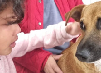 How a Seven-Month-Old Puppy Sacrificed Himself to Save a Young Girl from a Vicious Pitbull Attack!
