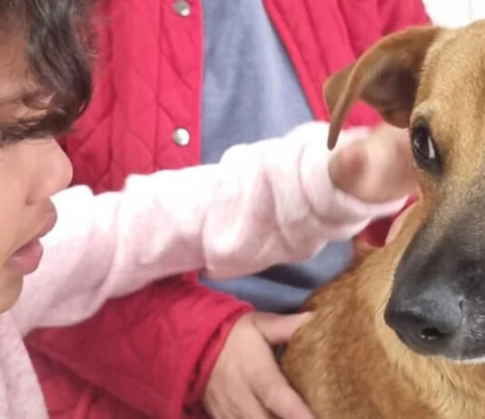 How a Seven-Month-Old Puppy Sacrificed Himself to Save a Young Girl from a Vicious Pitbull Attack!