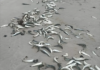 Dead Sardines Wash Ashore In Gqeberha As Scientists Probe Suspected Herpesvirus Link