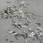 Dead Sardines Wash Ashore In Gqeberha As Scientists Probe Suspected Herpesvirus Link