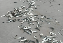 Dead Sardines Wash Ashore In Gqeberha As Scientists Probe Suspected Herpesvirus Link
