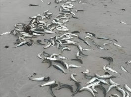 Dead Sardines Wash Ashore In Gqeberha As Scientists Probe Suspected Herpesvirus Link