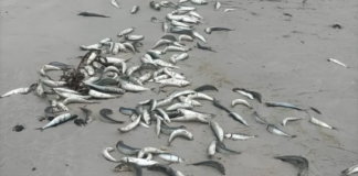 Dead Sardines Wash Ashore In Gqeberha As Scientists Probe Suspected Herpesvirus Link
