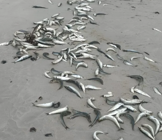 Dead Sardines Wash Ashore In Gqeberha As Scientists Probe Suspected Herpesvirus Link