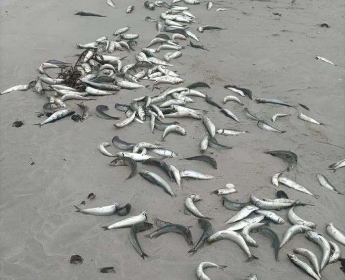 Sardines