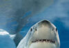 Woman Dies After Shark Attack at Orient Beach in KuGompo