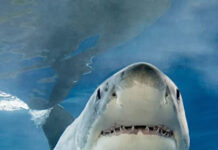 Woman Dies After Shark Attack at Orient Beach in KuGompo