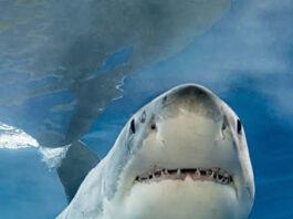 Woman Dies After Shark Attack at Orient Beach in KuGompo