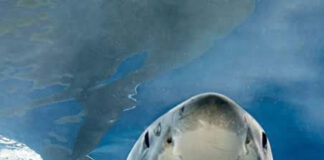 Woman Dies After Shark Attack at Orient Beach in KuGompo