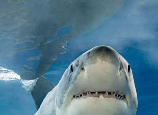 Woman Dies After Shark Attack at Orient Beach in KuGompo