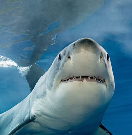 Woman Dies After Shark Attack at Orient Beach in KuGompo