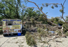 Crushed To Death While Trying To Earn A Living: Food Vendor Killed, Two Women Injured After Tree Collapses Outside Springs College