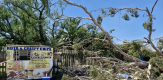Crushed To Death While Trying To Earn A Living: Food Vendor Killed, Two Women Injured After Tree Collapses Outside Springs College